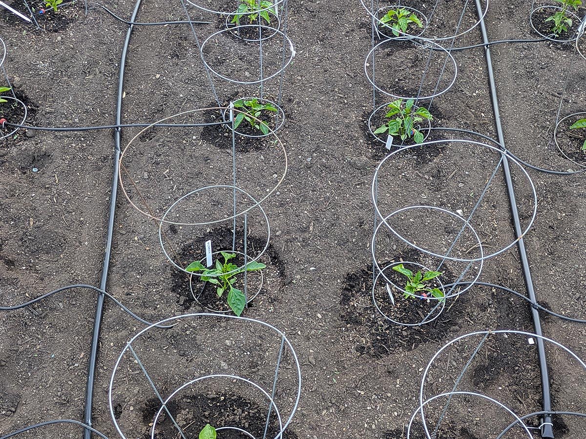 Drip irrigation system installed in pepper garden bed